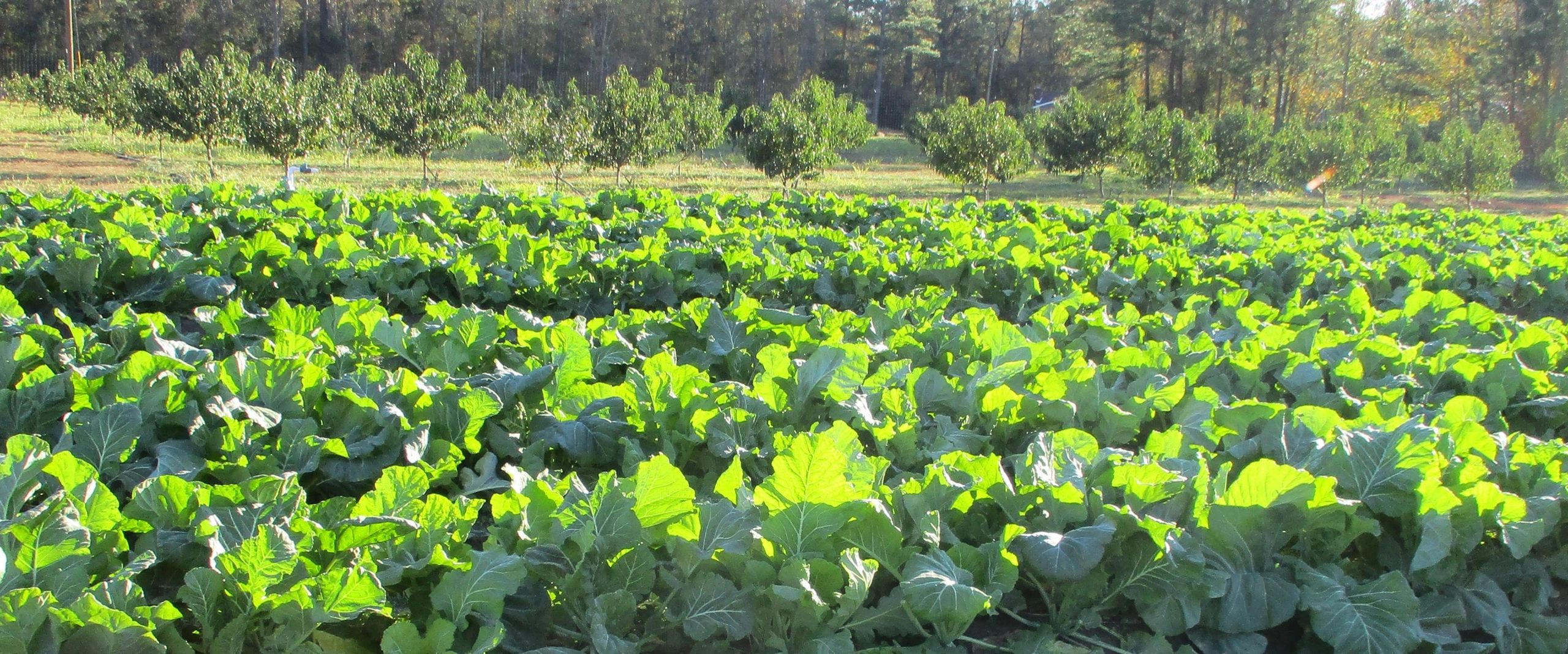 Our Story HinesFamilyFarms